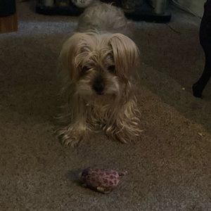 Meet your Posher, Matt